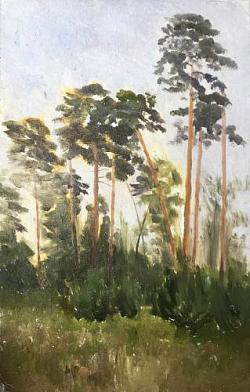 Сосны
