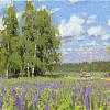 Березы. Люпины. Лето