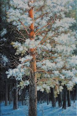 Сосна в инее