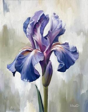 Цветы, Ирис 